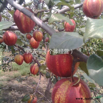 河南焦作果树苗批发基地