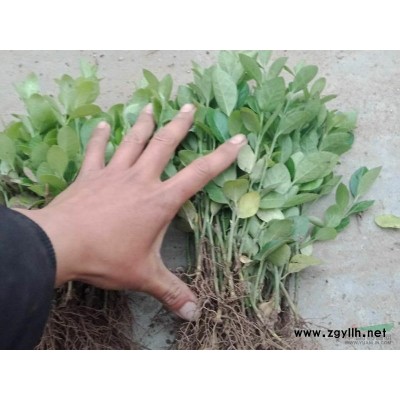 大量出售卫矛小苗