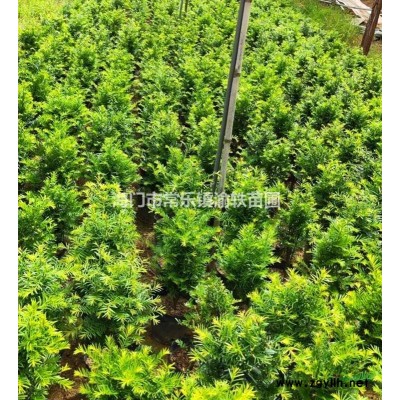 曼地亚红豆杉苗