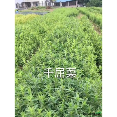 金边黄杨 小毛球 地苗图2