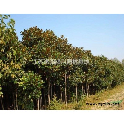 江苏沭阳小叶黄杨苗行情报价/江苏小叶黄杨苗价格优惠