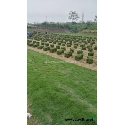 红叶石楠火焰红