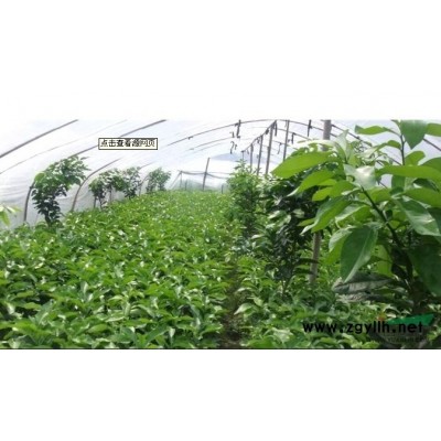 垂叶榕柱，自然形垂叶榕