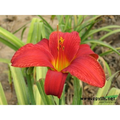 萱草怎么养才好，旭东花卉欢迎来电咨询