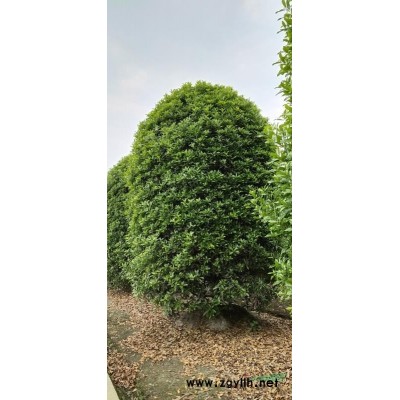 2020年新茶苗，茶苗基地，茶苗批发，茶苗零售