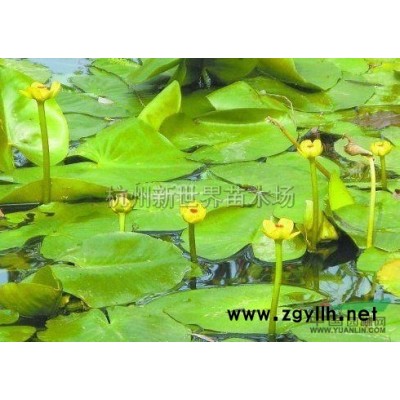 花叶蔓常春藤*新价格/花叶蔓常春藤报价