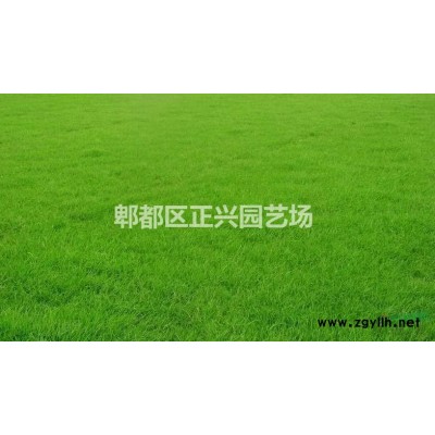 红檵木10-40 成都基地直销 品质优良 价格优惠