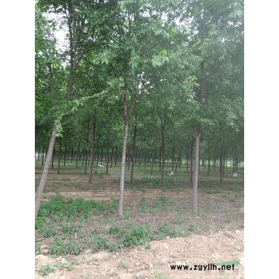 河北衡水供应8-12公分原生榆树大量现货