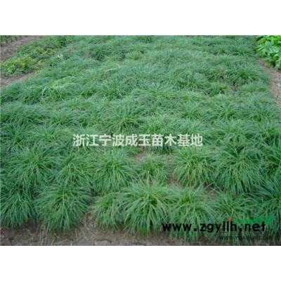 浙江*便宜麦冬，大叶女贞，红梅，夹竹桃，枇杷，杨梅