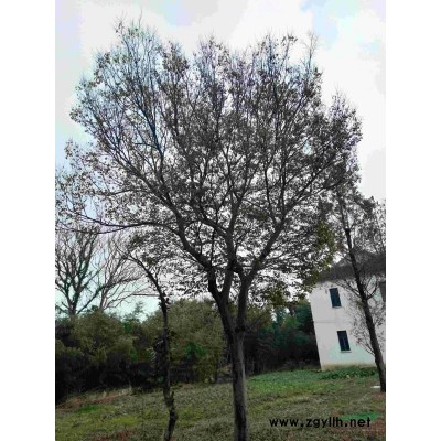 出售无刺狗骨球80-100，，一手货源