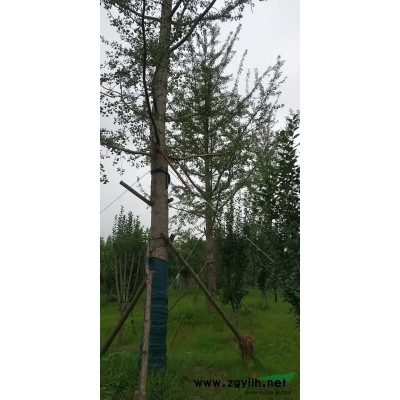 苏北银杏基地园