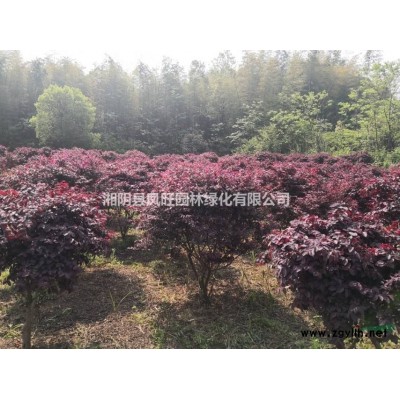 红花檵木