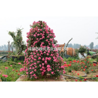 急售、急售、急售   黄花梨树