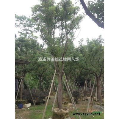 黄金叶批发 黄金叶价格 福建黄心梅种植基地 量大价优