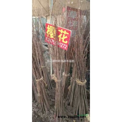 供应骨里红红梅高1米、粗0.8以上小苗