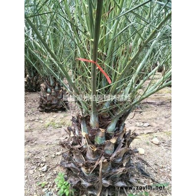 福建[产品]/福建福建漳州小叶榄仁价格/报价