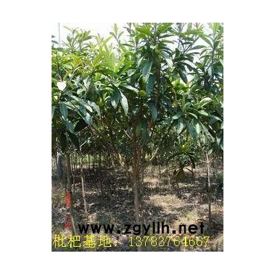 贵州花木价格，贵州苗木价格，贵州新园林绿化造价资料