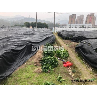 长期供应种植橘苗，有红美人、啊斯蜜、柑平