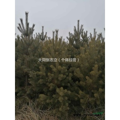 山西樟子松、油松供应