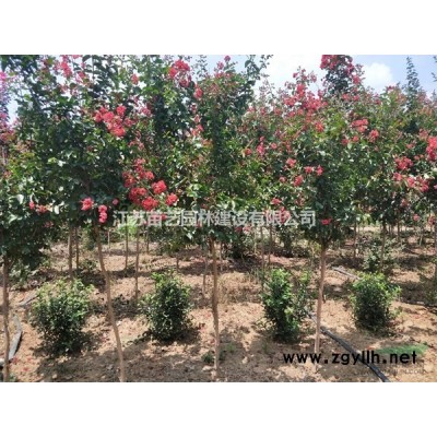 刺柏批发-刺柏价格-刺柏图片-刺柏报价-刺柏小苗基地