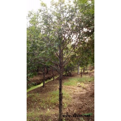 江苏地区供应地径1~15公分红豆杉，价格优惠！欢迎咨询洽谈。