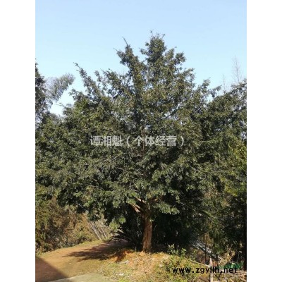 15年树龄南方红豆杉22公分