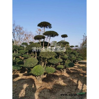 小叶女贞造型树