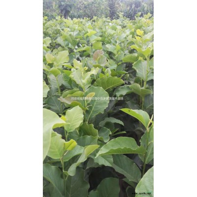 映山红行情报价/映山红图片展示