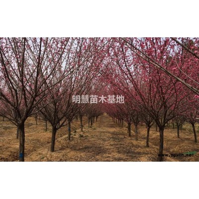 浙江绍兴供应原生骨里红梅