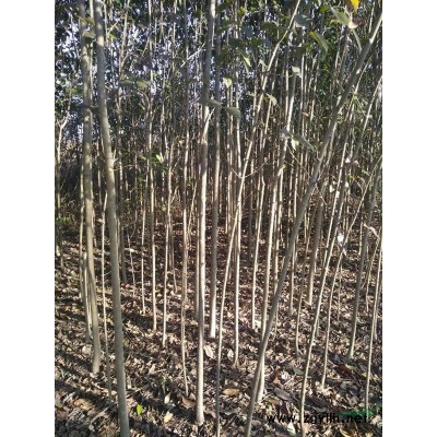 合肥供应1公分至3公分大叶女贞30万棵