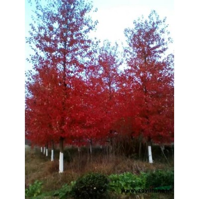 浙江地区大量供应1—20公分香榧树