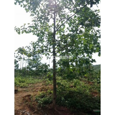 杂交马褂木、江西马褂木、马褂木小苗