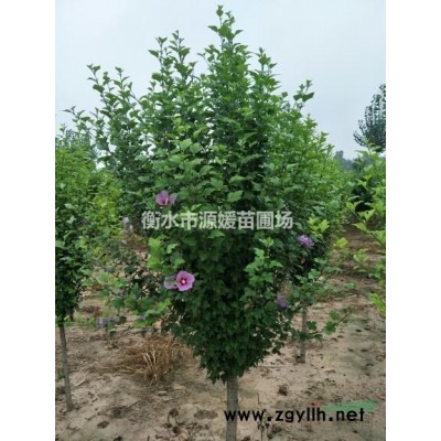 独杆木槿，大量供应