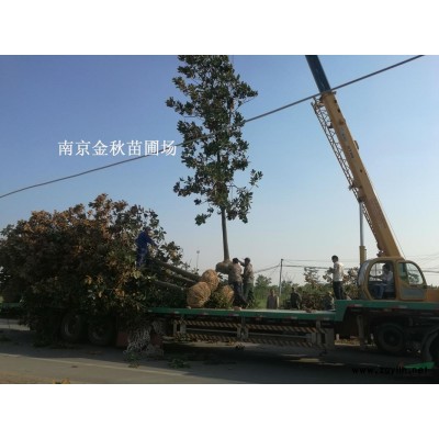 8公分、10公分独杆红叶石楠价格