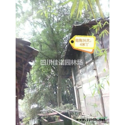 丛生或单干大香泡树柚子树绿化专用