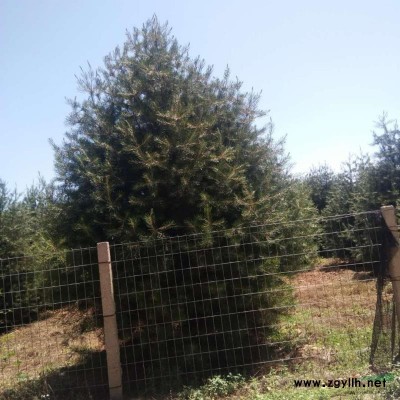 国槐八到十五公分量大需要的联系我