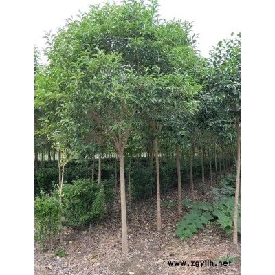 江苏地区常年供应大叶女贞，银杏，栾树，水杉等