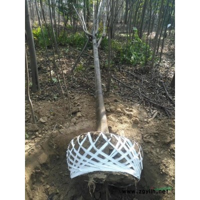 合欢2-4公分有量供应