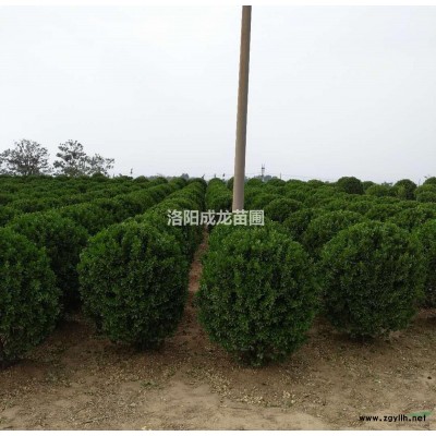 大叶黄杨球各种规格