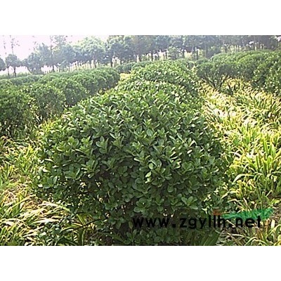 供应雪松、湿地松、黑松、罗汉松、油松马尾松白皮松