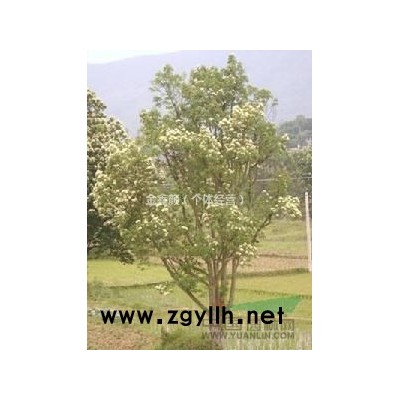 光皮树 地径9-12CM 矮化过