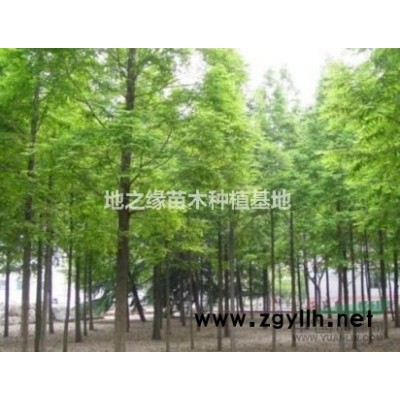 红榉树，各个规格大量现货