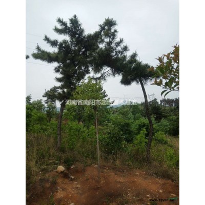 河南供应月季规格*