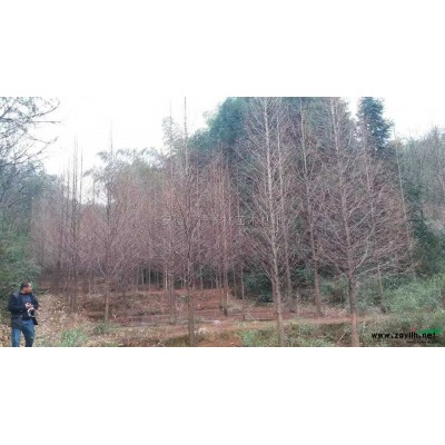 樱花7行情报价/樱花7图片展示