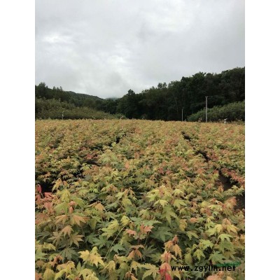 水曲柳苗，辽宁水曲柳，水曲柳小苗