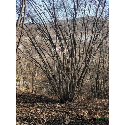 各种绿化苗木，山货，苗圃货