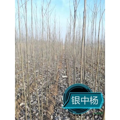 银中杨当年苗扦插苗辽宁昌图