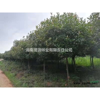 特价处理木槿、花石榴一批