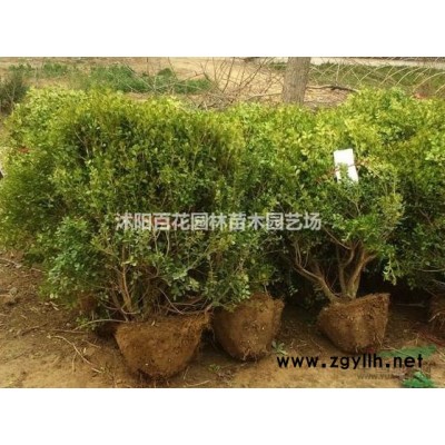 供应3公分红叶李