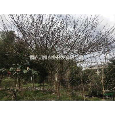 原生美人梅4到5公分